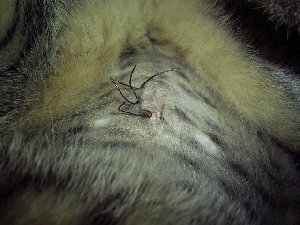 Katze Kastration Beule