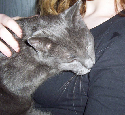 Katze Tretelt Und Nuckelt An Decke