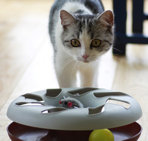 Intelligenzspielzeug für Katzen